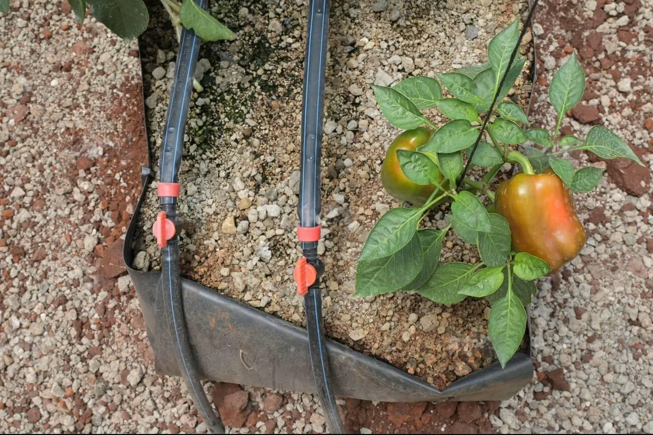 capsicum in volcano soil with drip irrigation from harvested rain water capsicum in volcano soil with drip irrigation from harvested rain water